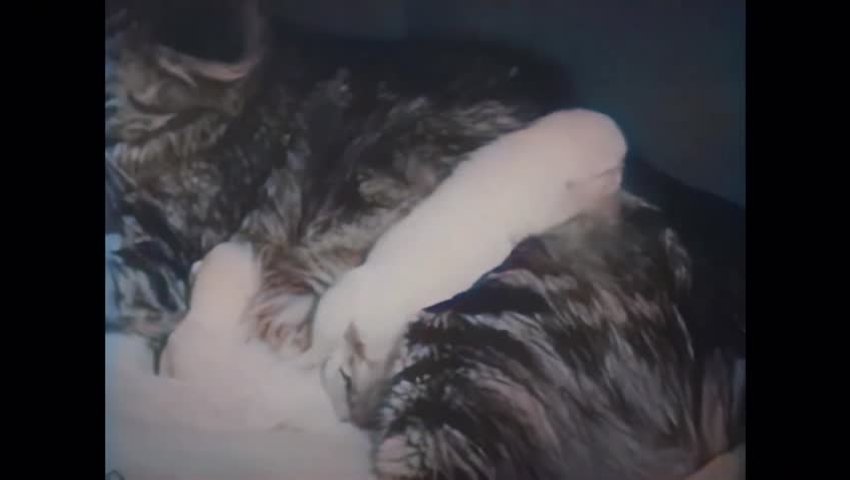 Private Life of a Cat (Colorized)